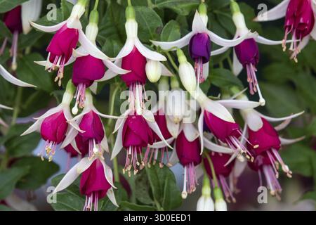 Fuchsia Hermiena nel pieno fiore Foto Stock