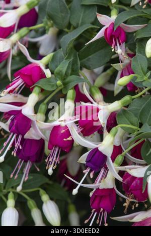 Fucsia (Hermiena) in fiore pieno Foto Stock