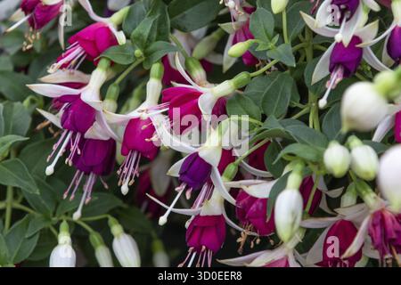 Fucsia (Hermiena) in fiore pieno Foto Stock