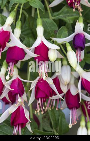 Fuchsia Hermiena nel pieno fiore Foto Stock