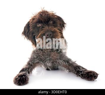Puntamento Wirehaired Griffon davanti a uno sfondo bianco Foto Stock