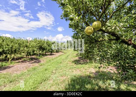 Walkway in the farm and orange fruit on the tree with green leaves at the citrus orchard under the bright blue sky at the fruit growing area of northe Foto Stock
