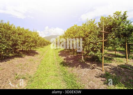 Walkway in the farm and orange fruit on the tree with green leaves at the citrus orchard under the sunlight at the fruit growing area of northern Thai Foto Stock