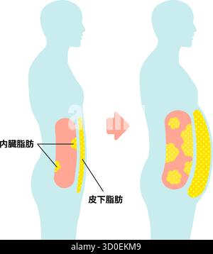 Illustrazione della silhouette umana del grasso viscerale e del grasso sottocutaneo Illustrazione Vettoriale