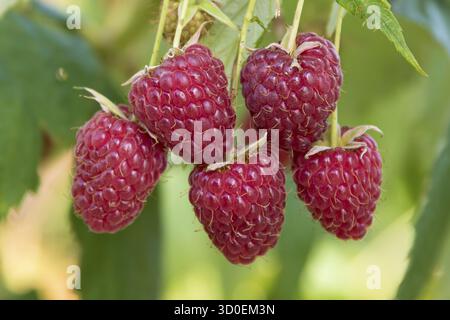 Lampone (Rubus idaeus' Sanibelle '), Giardino Botanico di Cambridge, Germania Foto Stock