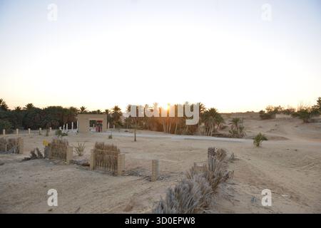 Palme che brillano sotto il morbido tramonto del deserto Foto Stock