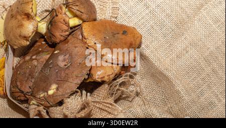 Freschi funghi Suillus adagiati su tessuto in burlap, sfondo rustico naturale Foto Stock