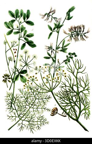 a. Foeniculum comune, finocchio, B. Foeniculum vulgare var. dulce, finocchio dolce, c. Foenum burgundiense, falce trifoglio, d. Foenum graecum fieno greco, ciao Foto Stock