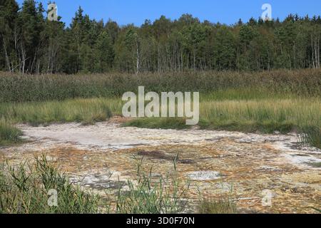 Acque mineralizzate che emergono in superficie, depositi, precedentemente bolliti in sale nelle birre, paesaggio nella Soos, brughiera, riserva naturale nazionale Foto Stock