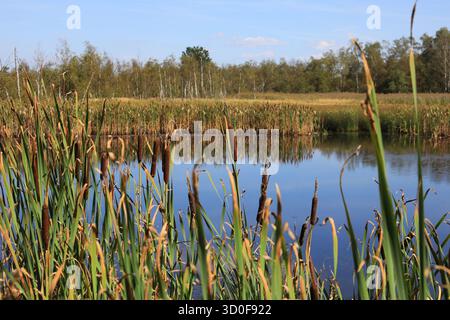 Paesaggio nel Soos, Moor, riserva naturale nazionale nel bacino Oh'e vicino a Franzensbad, regione di Karlovy Vary, Boemia, Repubblica Ceca Foto Stock