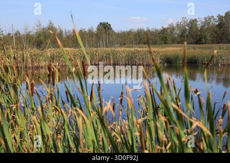 Paesaggio nel Soos, Moor, riserva naturale nazionale nel bacino Oh'e vicino a Franzensbad, regione di Karlovy Vary, Boemia, Repubblica Ceca Foto Stock