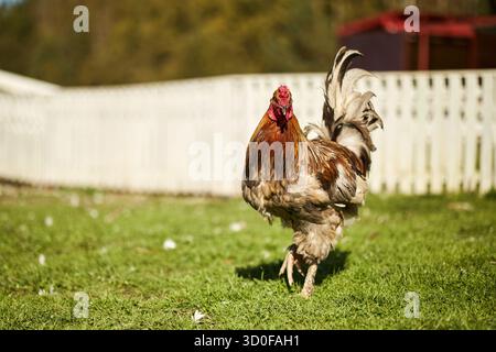 Gallo in piedi sull'erba in un'azienda agricola all'aperto, davanti alla telecamera con piume di coda sollevate, la luce del sole illumina il piumaggio, la recinzione in legno e gli alberi sfocati sullo sfondo Foto Stock