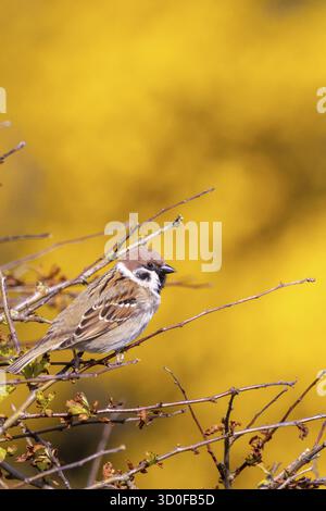 Passera di alberi (Passer montanus) arroccato in un cespuglio con sfondo di fiori gialli Foto Stock