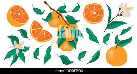 Una raccolta di vari frutti d'arancia, fette e foglie con uno sfondo bianco. Illustrazione Vettoriale