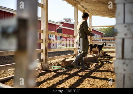 Donna caucasica di mezza età che si occupa di capre in un recinto di fattoria all'aperto, cammina su terreni sterrati con la luce del sole che getta ombre, recinzioni in legno e strutture di fienile rosse sullo sfondo Foto Stock