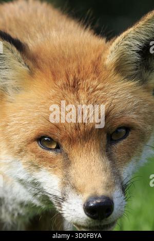La Volpe rossa close-up guardando nella telecamera Foto Stock
