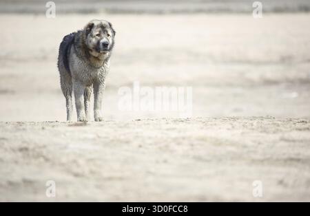 Medio Asian sheepdog passeggiate all'aperto. Luce naturale e colori Foto Stock