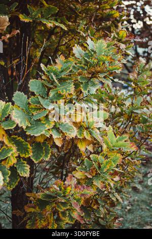 Primo piano ghiande foglie di quercia sull'albero su sfondo verde. Inizio autunno ghiande macro su foglie ramificate nella foresta naturale di querce. Foglie di quercia in au Foto Stock