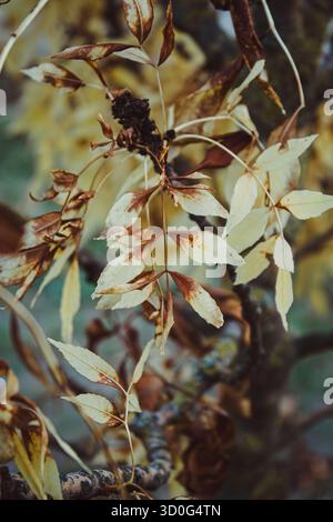 Foglia di cenere europea (Fraxinus excelsior) in autunno Foto Stock