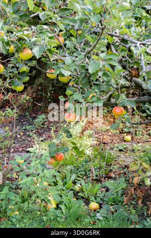 L'albero nano Bramley Apple in giardino mostra pronti a raccogliere le mele da cucina sull'albero e le mele cadute sotto l'albero Foto Stock