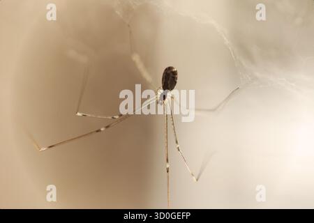Foto macro estrema di un papà con gambe lunghe ragno su una ragnatela Foto Stock