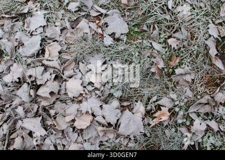 Foglie cadute a terra e erba ricoperta di parrucchiere Foto Stock