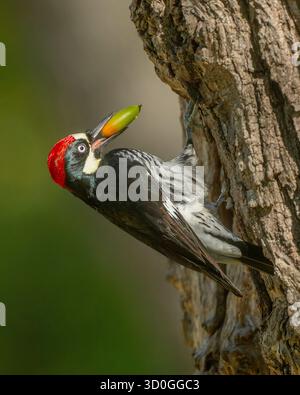 Maschio Acorn Woodpecker (Melanerpes formicivorus) con una ghianda nel suo becco aggrappato ad un arto Foto Stock