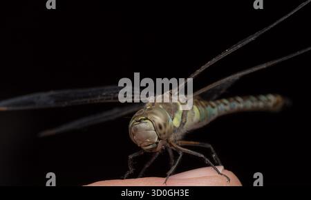Foto ravvicinata di una libellula seduta su un dito umano su uno sfondo nero. L'immagine mostra grandi occhi composti, ali trasparenti Foto Stock