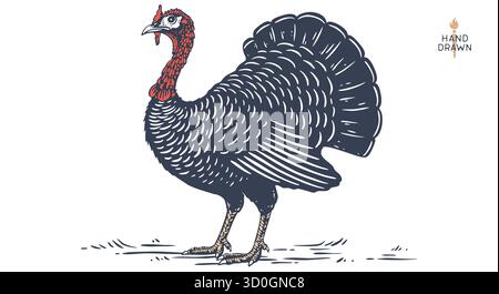 Turchia. Giorno del Ringraziamento. Illustrazione Vettoriale