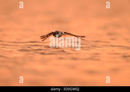 Uccelli che volano sull'acqua, fotografano la natura, gli animali e la vista del tramonto Foto Stock