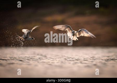 Fotografia di uccelli di terns che volano sull'acqua, la fauna selvatica, l'arte fotografica della natura Foto Stock