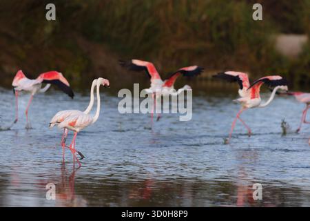I fenicotteri più grandi (Phoenicopterus roseus) decollano da una laguna nella Camargue, in Francia. Foto Stock