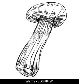Contorno funghi miele, funghi armillaria. Schizzo a inchiostro disegnato a mano con funghi. Disegno di cibo in bianco e nero isolato. Prodotti vegetariani biologici Illustrazione Vettoriale