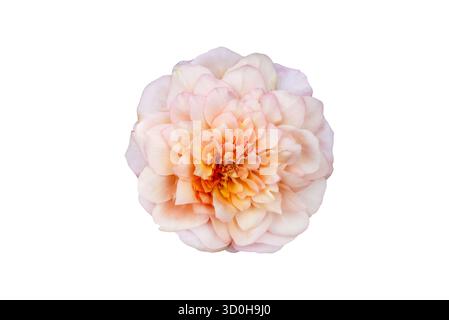 Bouquet di rose isolate. Fiori di rosa e rosa bianchi con foglie in composizione floreale isolate su sfondo bianco. Posizione piatta. Vista dall'alto. Foto Stock