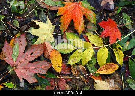Lettiera decidua a foglia sul terreno in autunno, Regno Unito Foto Stock