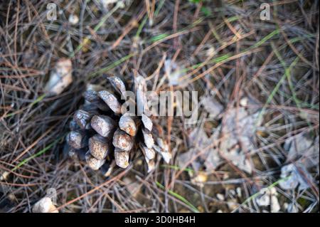 Una vista splendidamente dettagliata di un cono di pino che poggia delicatamente su un letto di aghi di pino e detriti terrosi Foto Stock