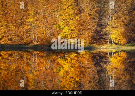 Vista di una foresta dorata che abbraccia i colori autunnali che si riflettono nelle tranquille acque di un lago, creando un paesaggio a specchio, Cerreto Laghi, Emilia-Rom Foto Stock