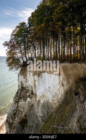 Rügen: Herbst auf der Insel. - Blick auf die berühmten Kreidefelsen der Ostseeinsel Rügen Mecklenburg-Vorpommern. Herbstlich gefärbt ist der Buchenwal Foto Stock