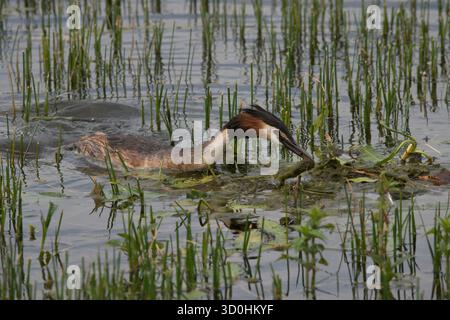 Primo piano di Great Crested Grebe con muschio nel nido di edificio con dettagli di piumaggio chiaramente visibili Foto Stock