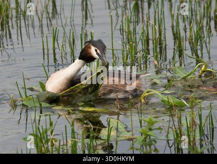 Great Crested Grebe in primo piano raccogliendo vegetazione per il suo nido con la testa rivolta verso lo spettatore e Bill con materiale vegetale in fase di posa Foto Stock