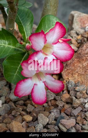Rosa del deserto / Sabi sStar / finta azalea / impala giglio / piede di elefante (Adenium obesum) in fiore, originario delle regioni del Sahel e dell'Africa meridionale Foto Stock
