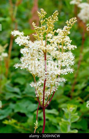 Meadowsweet (filipendula ulmaria), primo piano che mostra la grande testa di delicati fiori bianchi che la pianta produce in tarda primavera e inizio estate. Foto Stock