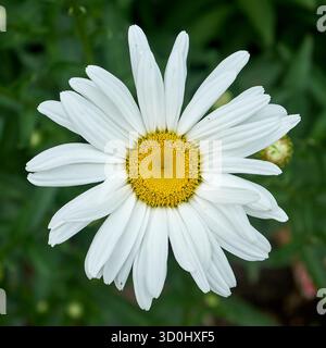 Un primo piano di fiori a margherita Shasta bianchi Foto Stock