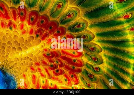 Primo piano di una scultura in piuma di pavone illuminata. Primo piano estremamente dettagliato e colorato di una coda di pavone artificiale luminosa con rosso e giallo vividi Foto Stock