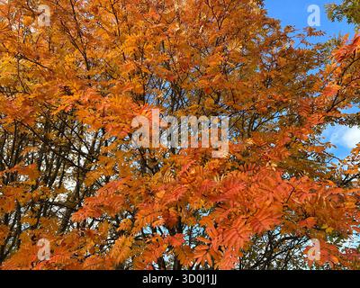 Vibrante fogliame autunnale di un albero di frassino di montagna contro un cielo blu Foto Stock