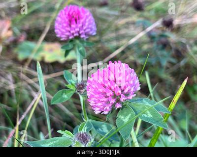 Fiori di trifoglio rosso vibranti che fioriscono in un prato naturale Foto Stock