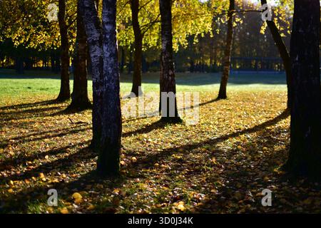 Vista del parco autunnale con alberi di betulla che proiettano lunghe ombre mattutine su foglie gialle, luce calda del sole che crea un'atmosfera naturale tranquilla. Foto Stock
