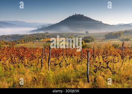 Centro storico di Motovun sulla collina sopra i vigneti in Istria, Croazia Foto Stock
