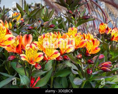 Fiori di alstroemeria arancione e giallo in piena fioritura. Foto Stock