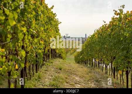 Paesaggio panoramico dei vigneti con filari di viti che si estendono su colline ondulate sotto un cielo morbido in autunno Foto Stock